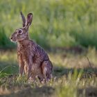 Lepus europaeus