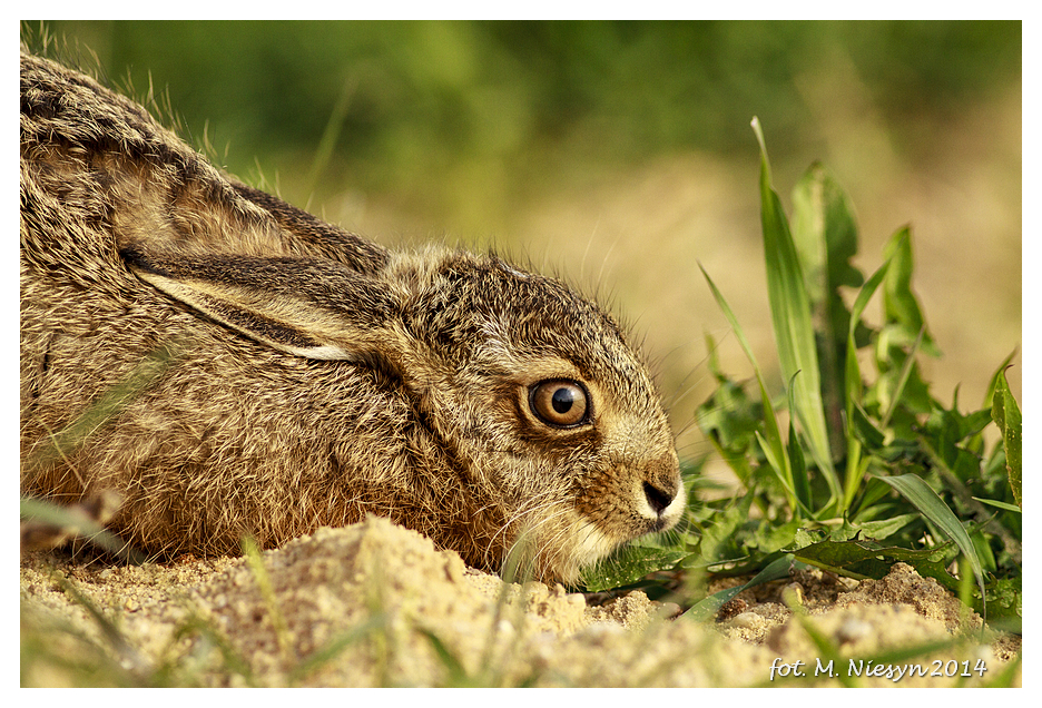 Lepus europaeus