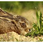 Lepus europaeus