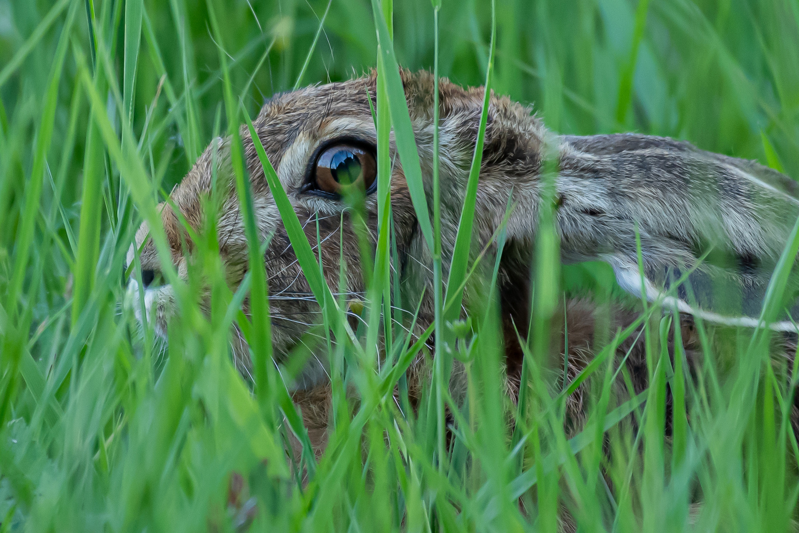 Lepus europaeus