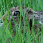 Lepus europaeus