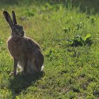 Lepus europaeus