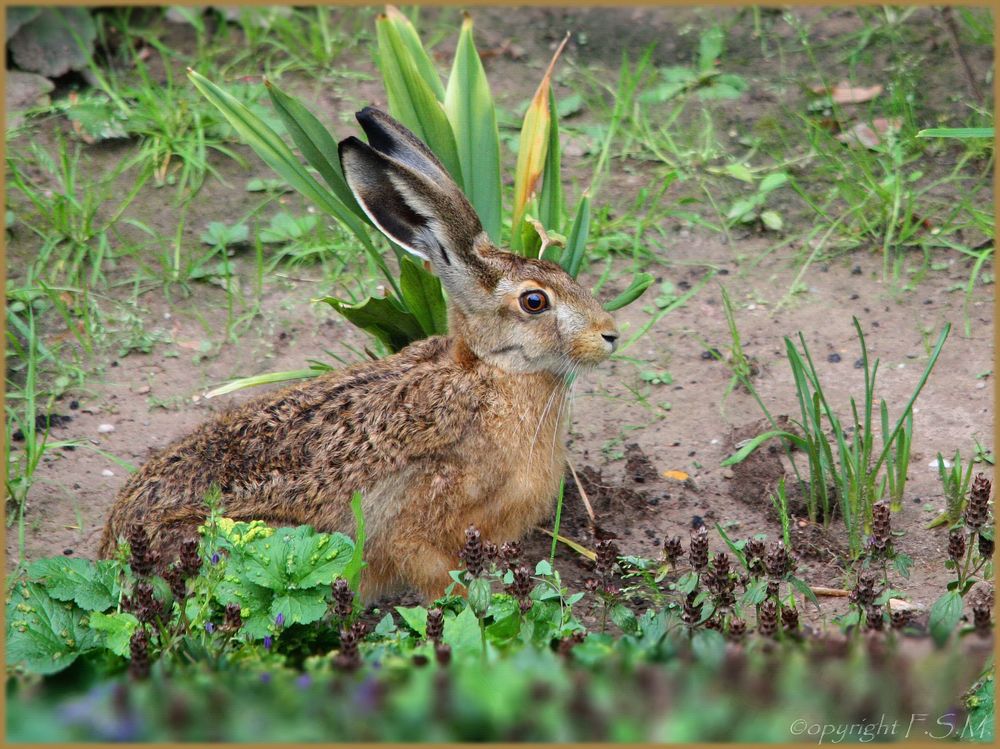 *Lepus europaeus*