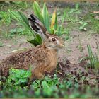 *Lepus europaeus*