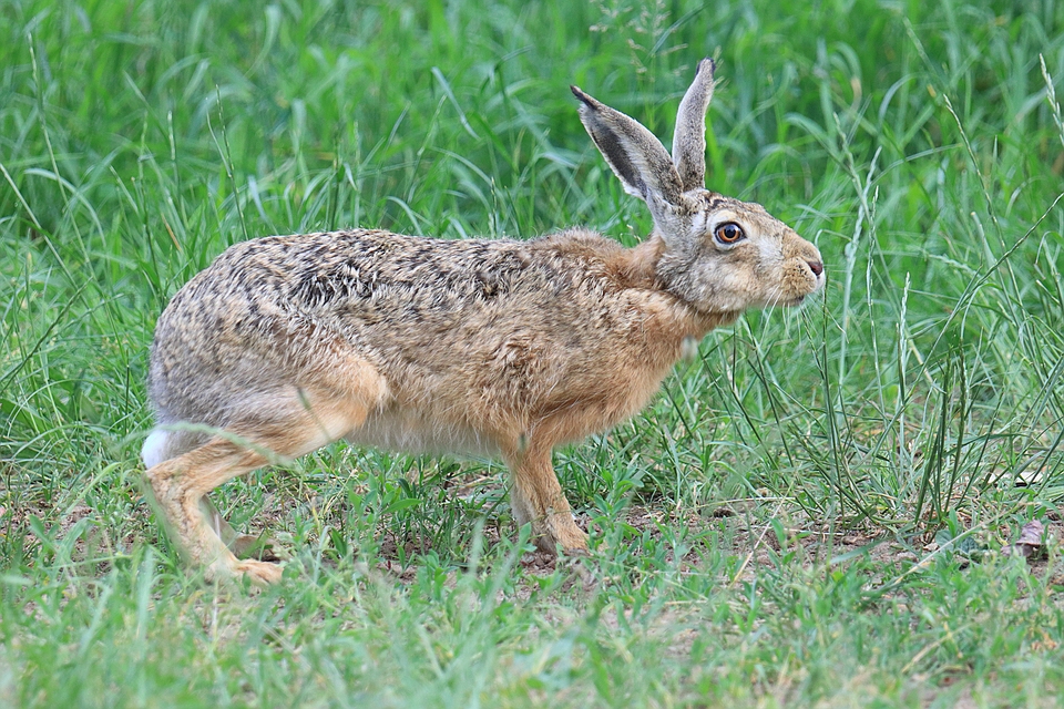 Lepus europaeus - Feldhase