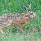 Lepus europaeus - Feldhase