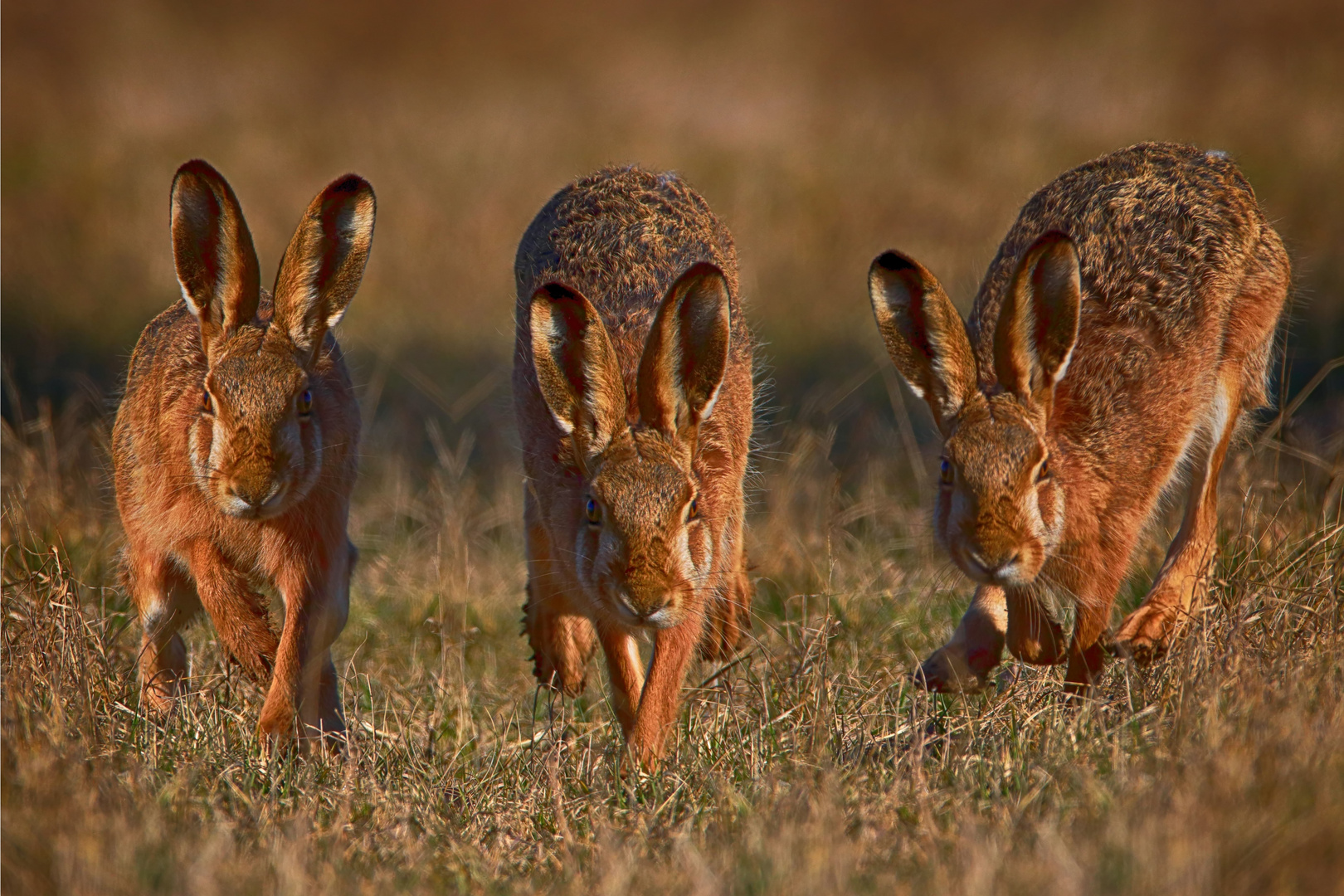 Lepus europaeus tripolar