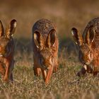 Lepus europaeus tripolar