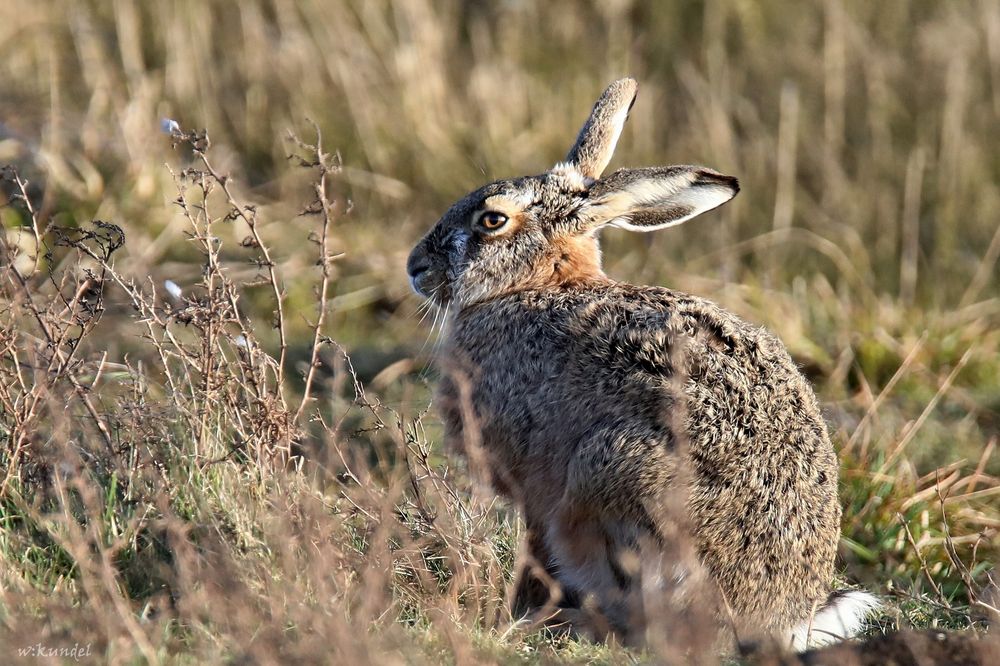 Lepus lepus