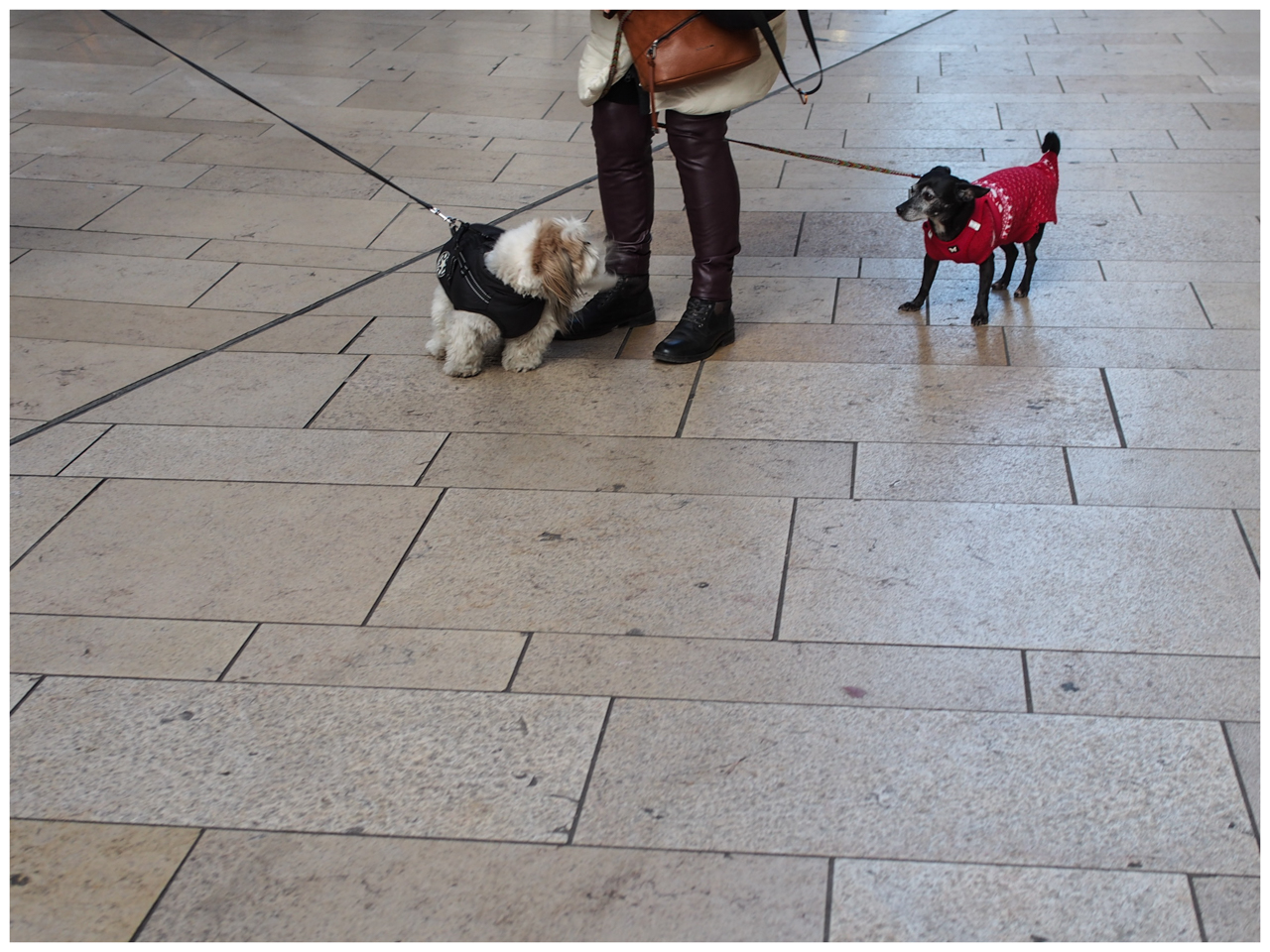 lequel est Pif le chien?