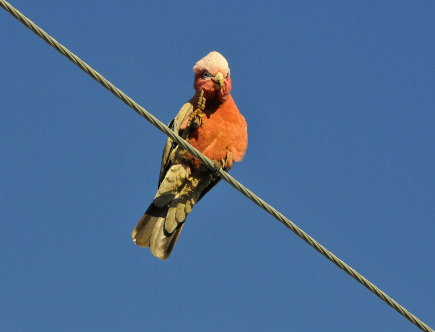 L'equilibrista