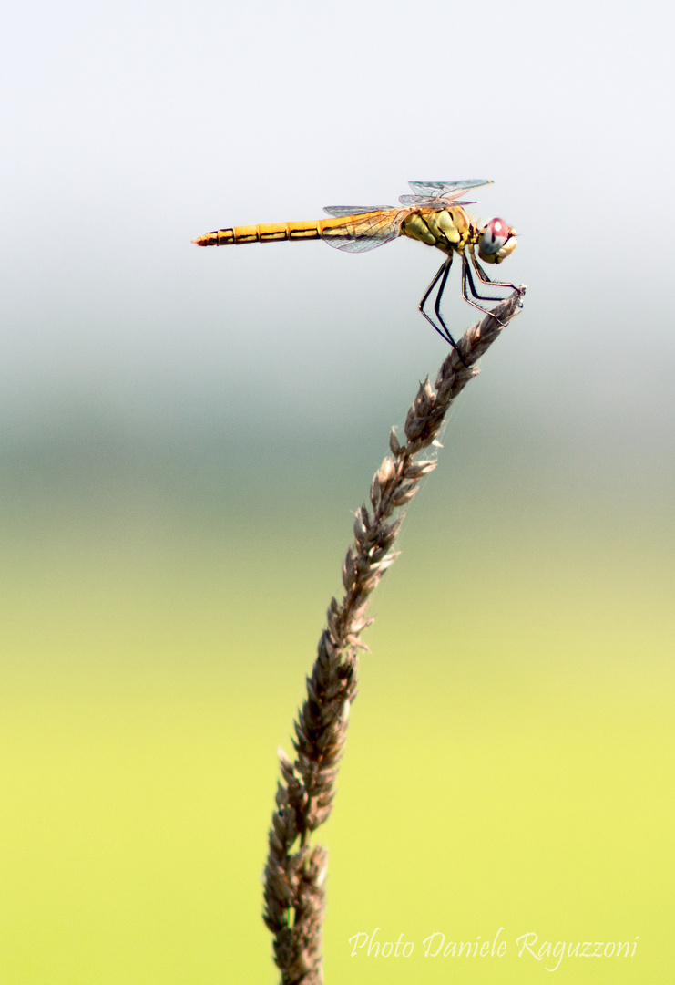 L'equilibrista !