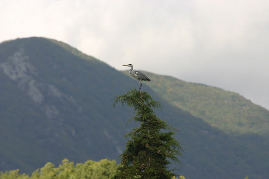 L'Equilibrista