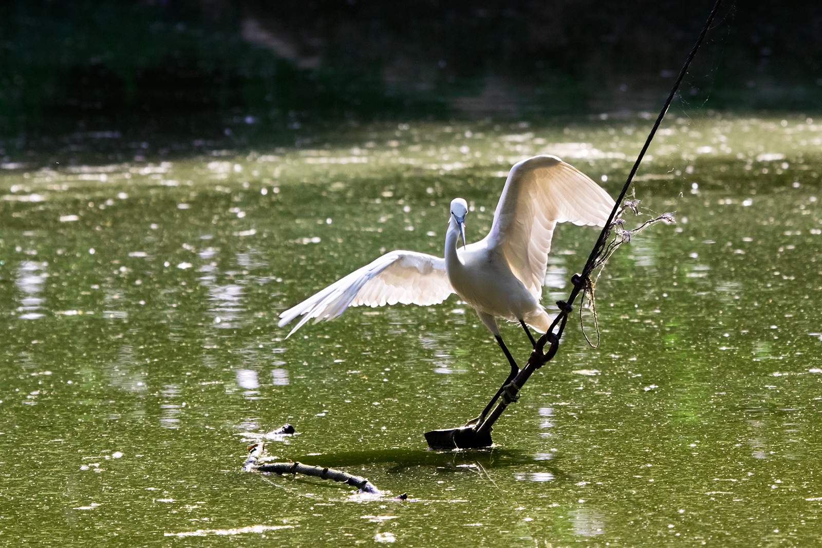 l'equilibrista