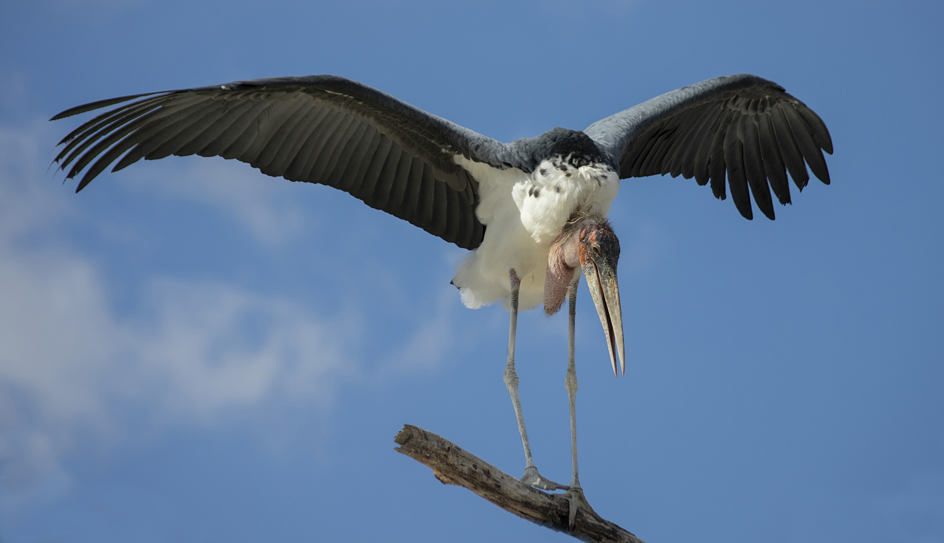 L'équilibriste 2 (Leptoptilos crumenifer, marabout d'Afrique)