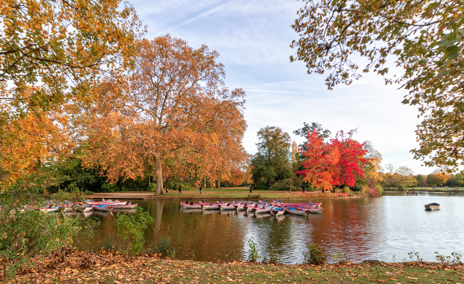 L'érable en automne 