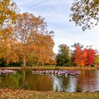 L'érable en automne 