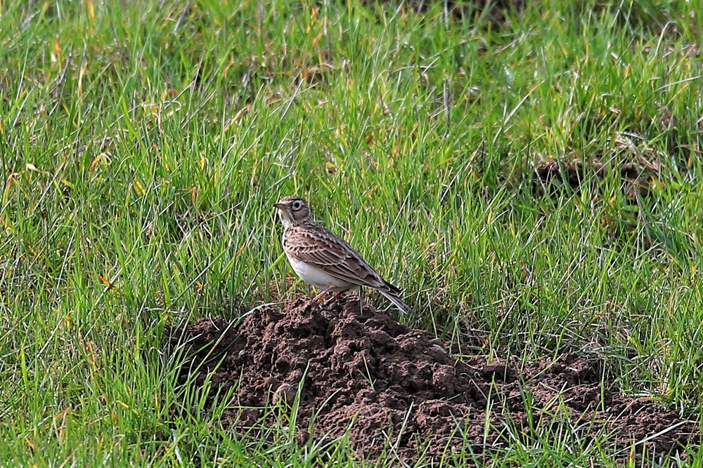 Lerche Foto & Bild tiere, wildlife, wild lebende vögel Bilder auf