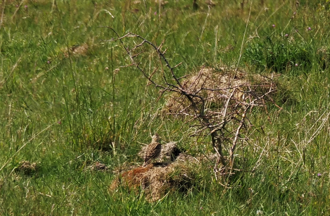 Lerche - Suchbild eines Bodenbrüters.