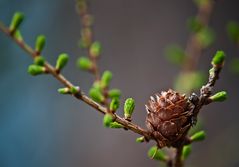 Lerchen-Frühling