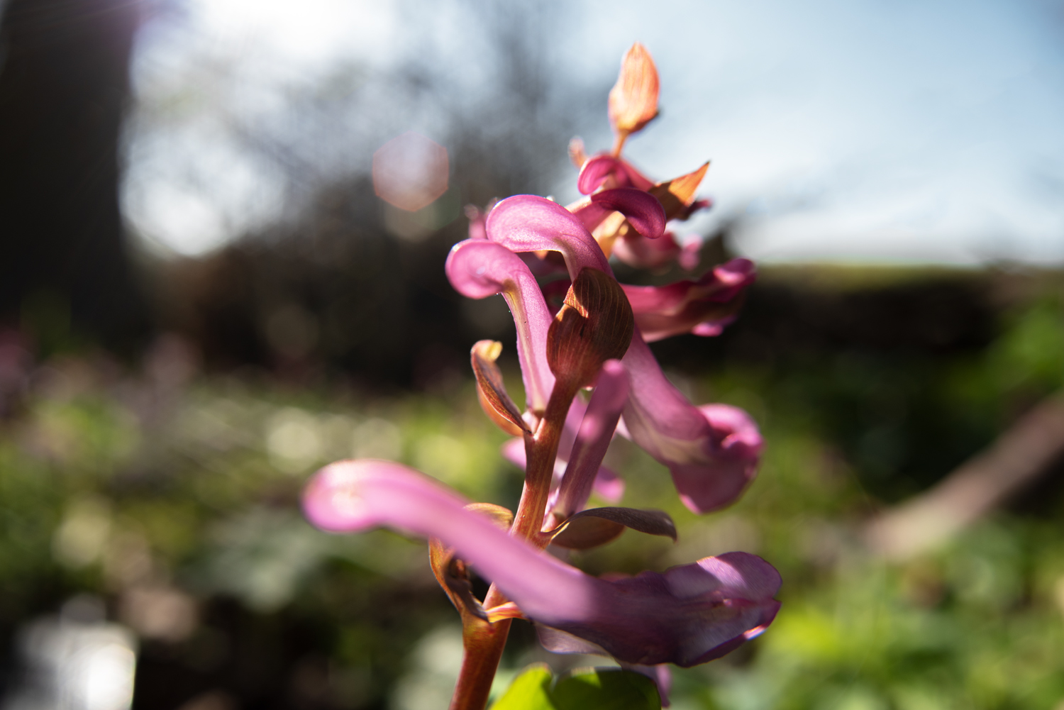 Lerchensporn am Waldrand