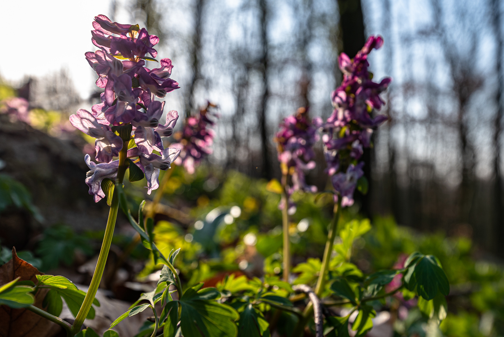 Lerchensporn-Blüte