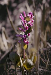 Lerchensporn