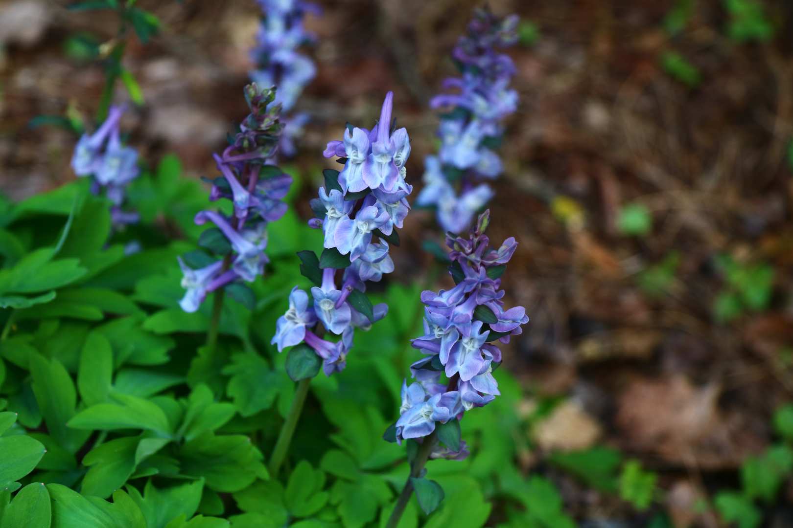 Lerchensporn, Corydalis cava