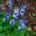 Lerchensporn, Corydalis cava