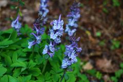 Lerchensporn, Corydalis cava