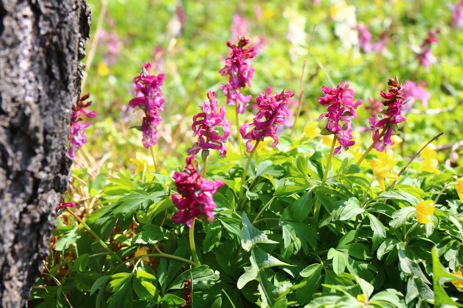 Lerchensporn, Corydalis cava