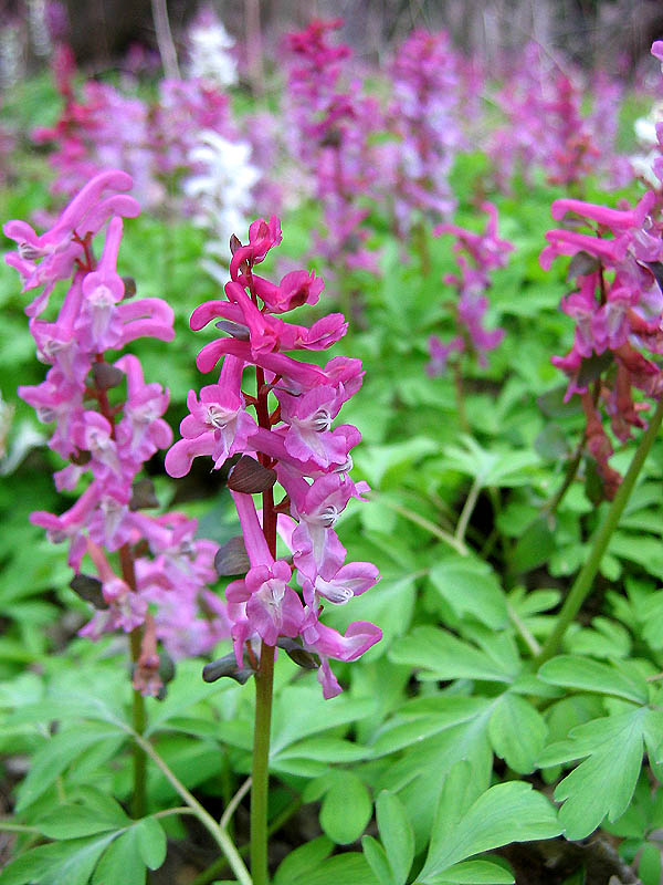 Lerchensporn (Corydalis cava)