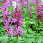 Lerchensporn (Corydalis cava)