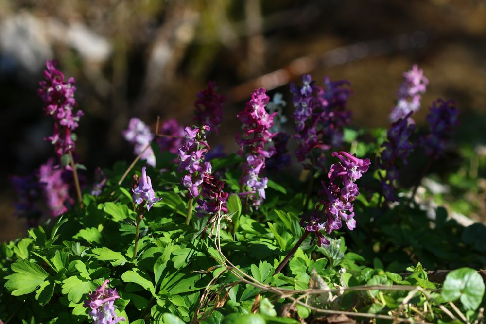 Lerchensporn, Corydalis cava