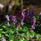 Lerchensporn, Corydalis cava