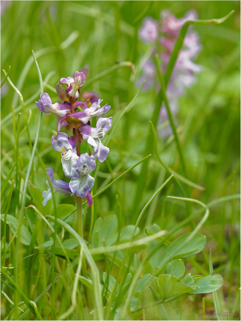 Lerchensporn (Corydalis cava) 