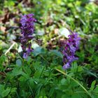 Lerchensporn, Corydalis cava