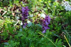 Lerchensporn, Corydalis cava