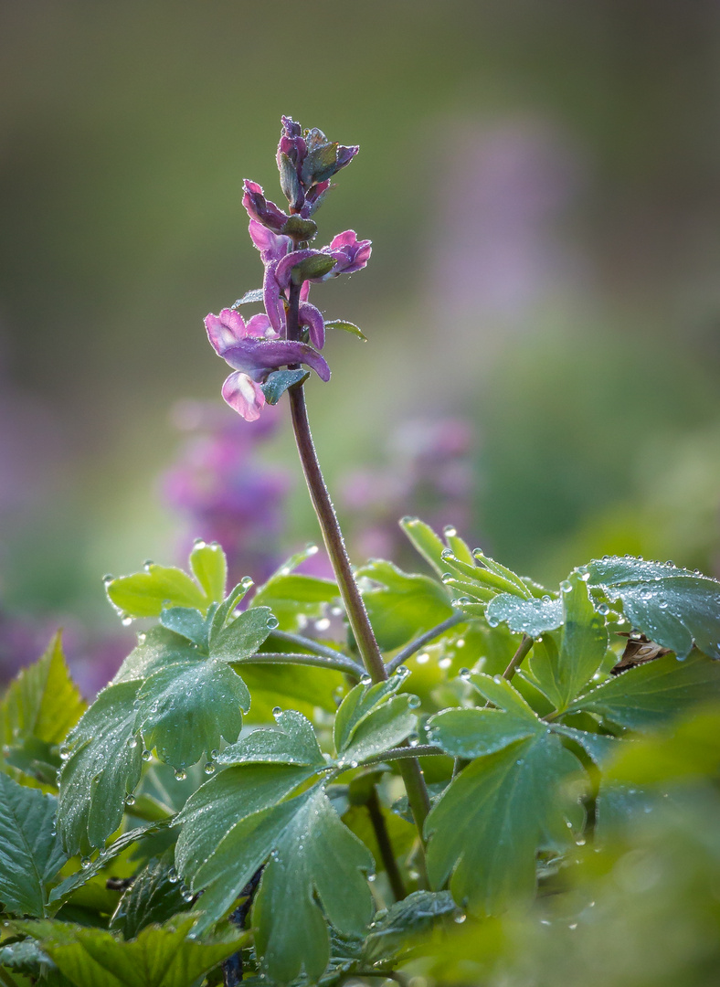  Lerchensporn (Corydalis cava)