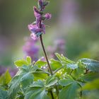  Lerchensporn (Corydalis cava)