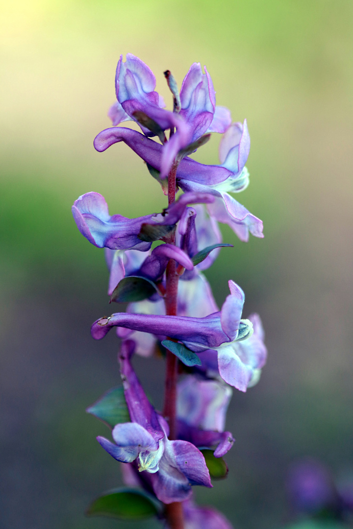 Lerchensporn, Corydalis cava