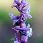 Lerchensporn, Corydalis cava