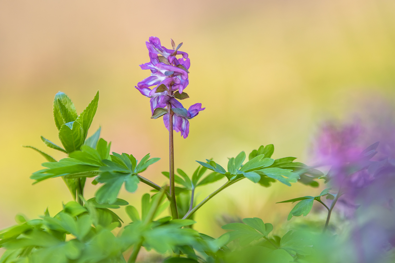 Lerchensporn (Corydalis sp.)