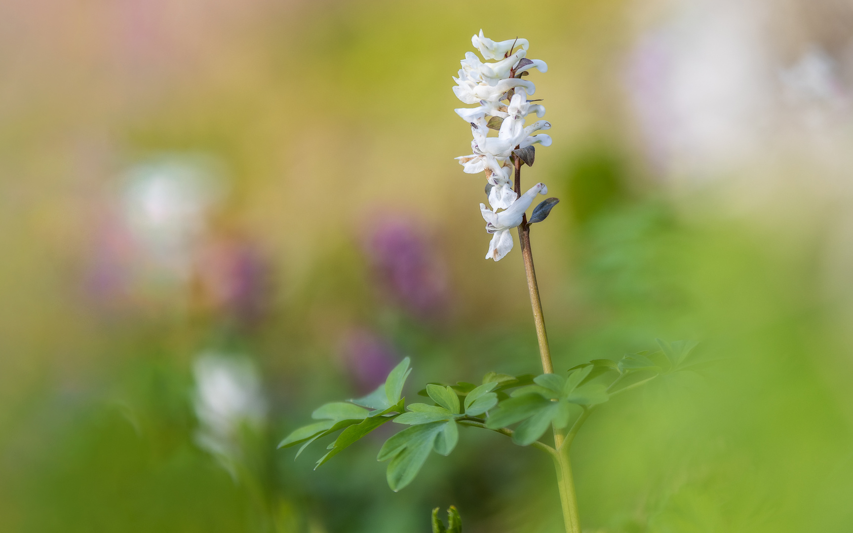 Lerchensporn (Corydalis sp.)