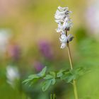 Lerchensporn (Corydalis sp.)