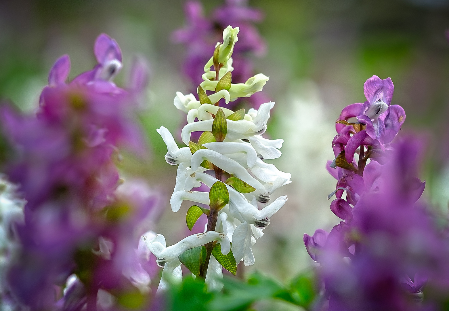 Lerchensporn - ein Wunder der Natur