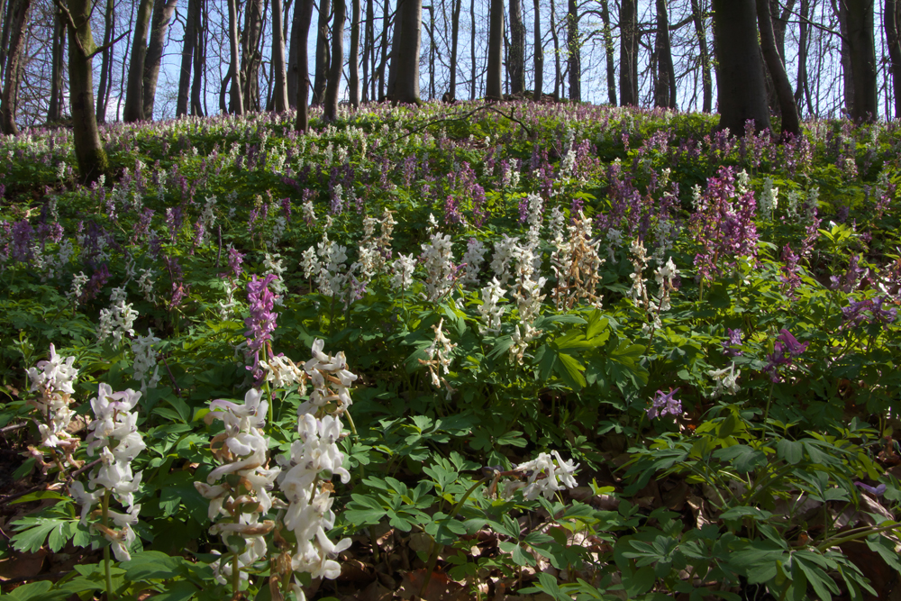 Lerchensporn im Paderborner Wald