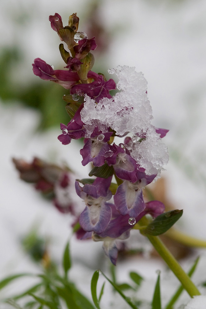 Lerchensporn im Schnee