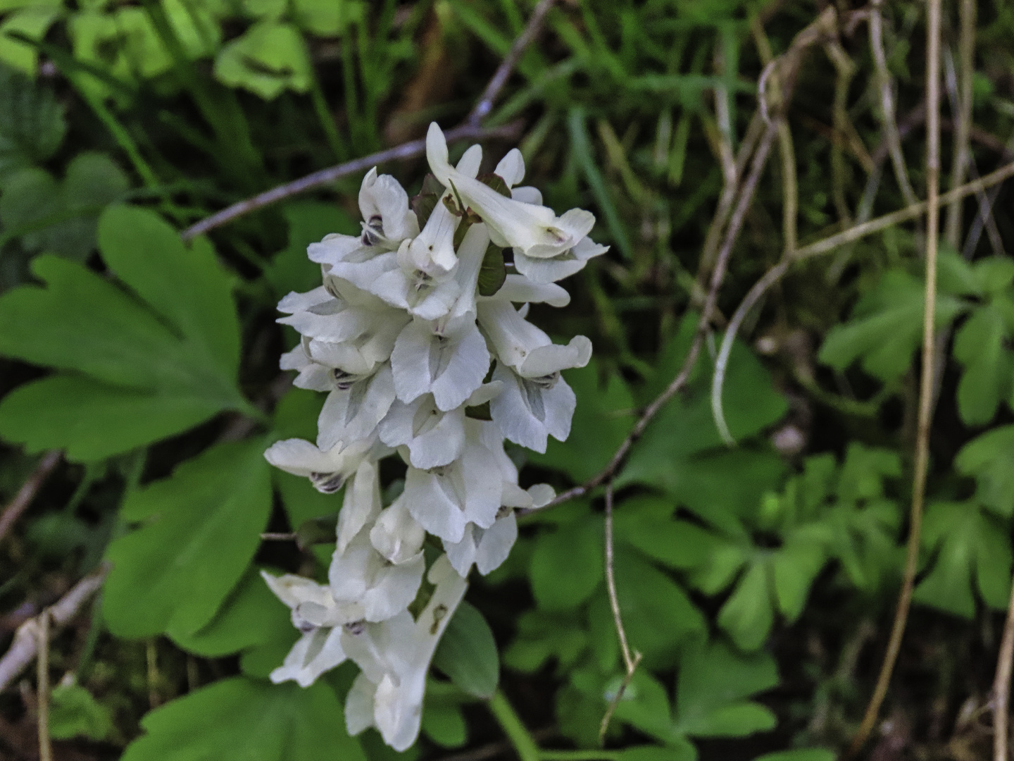 Lerchensporn in weiss