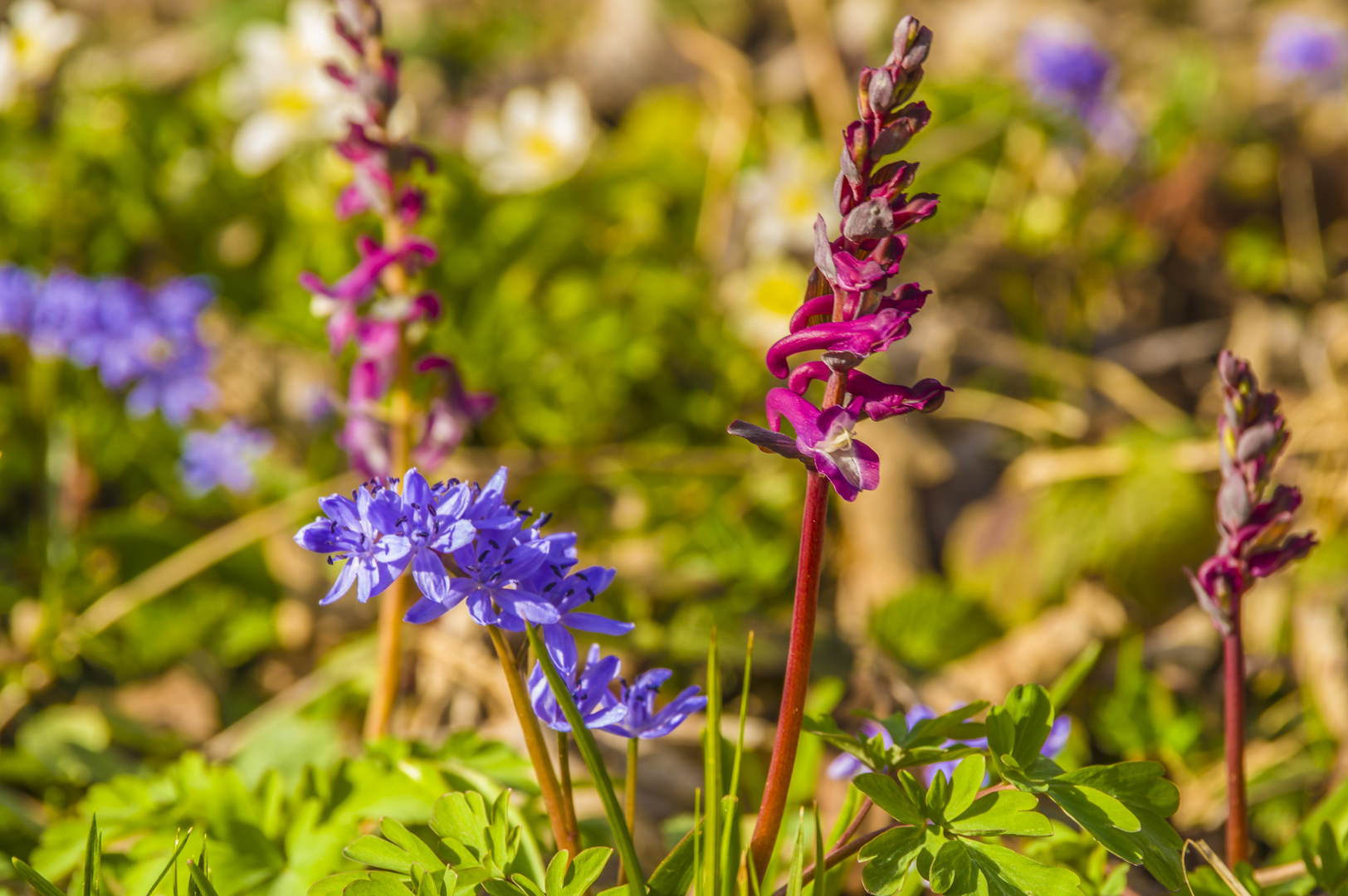 Lerchensporn und Blausternchen